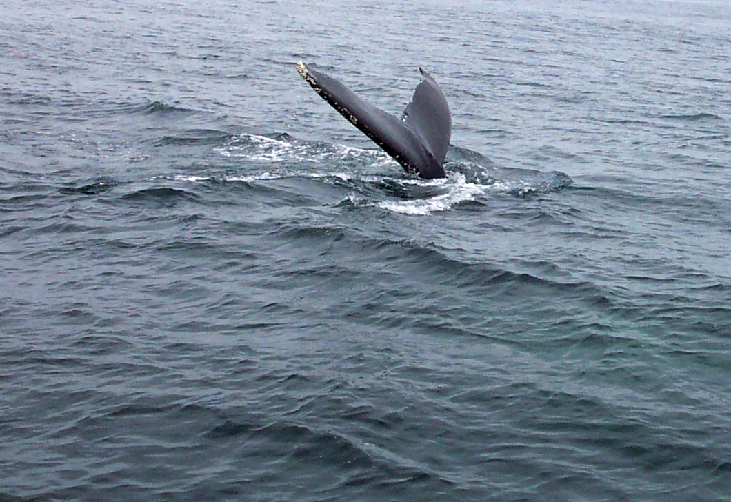 A humpback whale tail in the Gulf of Maine about 20 miles south of Bar Harbor (Image credit: Captain Albert E. Theberge) A humpback whale tail in the Gulf of Maine about 20 miles south of Bar Harbor