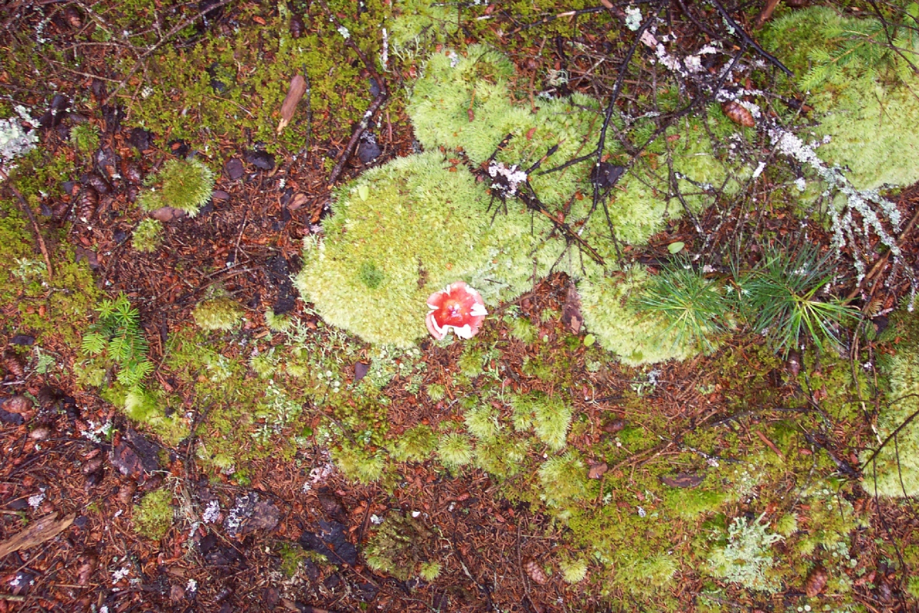 Toadstool and moss on the forest floor (Image credit: Captain Albert E. Theberge) Toadstool and moss on the forest floor