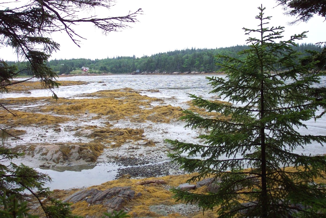 Seaweed and tidal flats at low tide (Image credit: Captain Albert E. Theberge) Seaweed and tidal flats at low tide