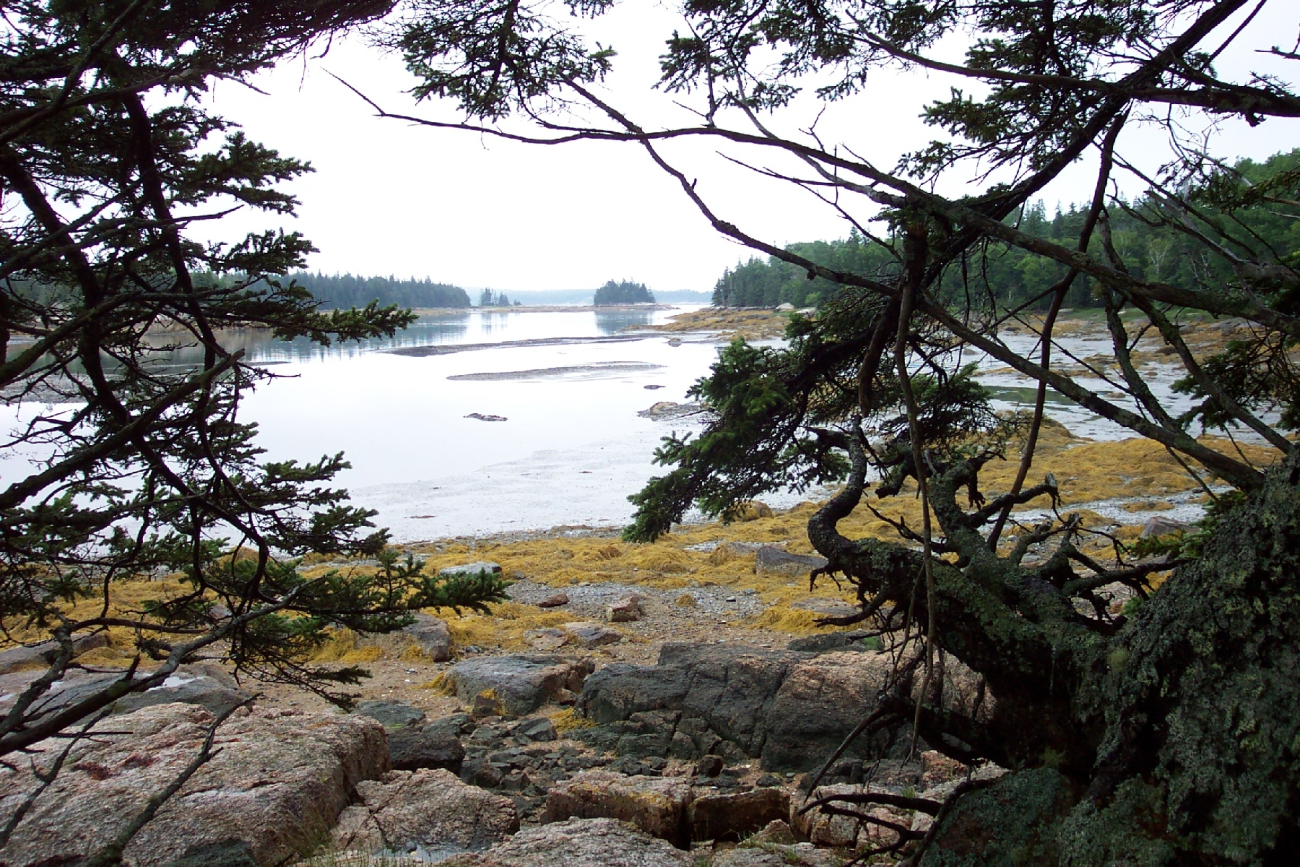 Kelp and tide flats at low tide (Image credit: Captain Albert E. Theberge) Kelp and tide flats at low tide