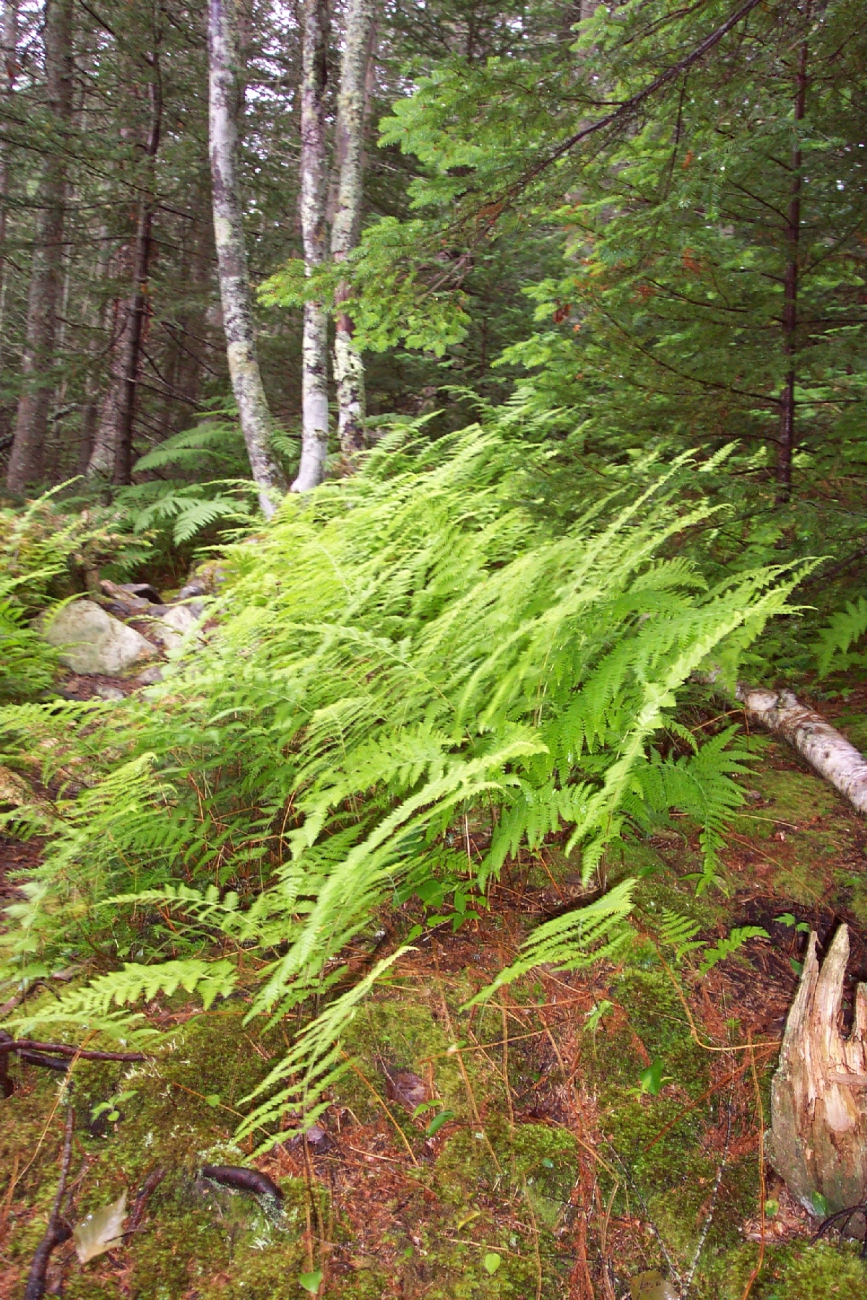 Ferns in the forest (Image credit: Captain Albert E. Theberge) Ferns in the forest