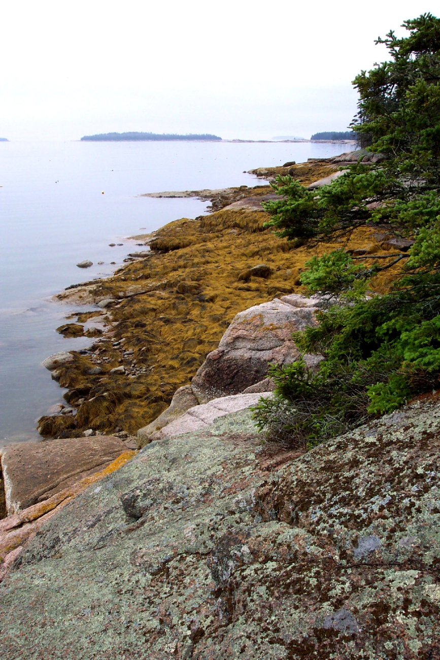 Lichen and conifer covered granite above kelp covered granitic rocks (Image credit: Captain Albert E. Theberge) Lichen and conifer covered granite above kelp covered granitic rocks