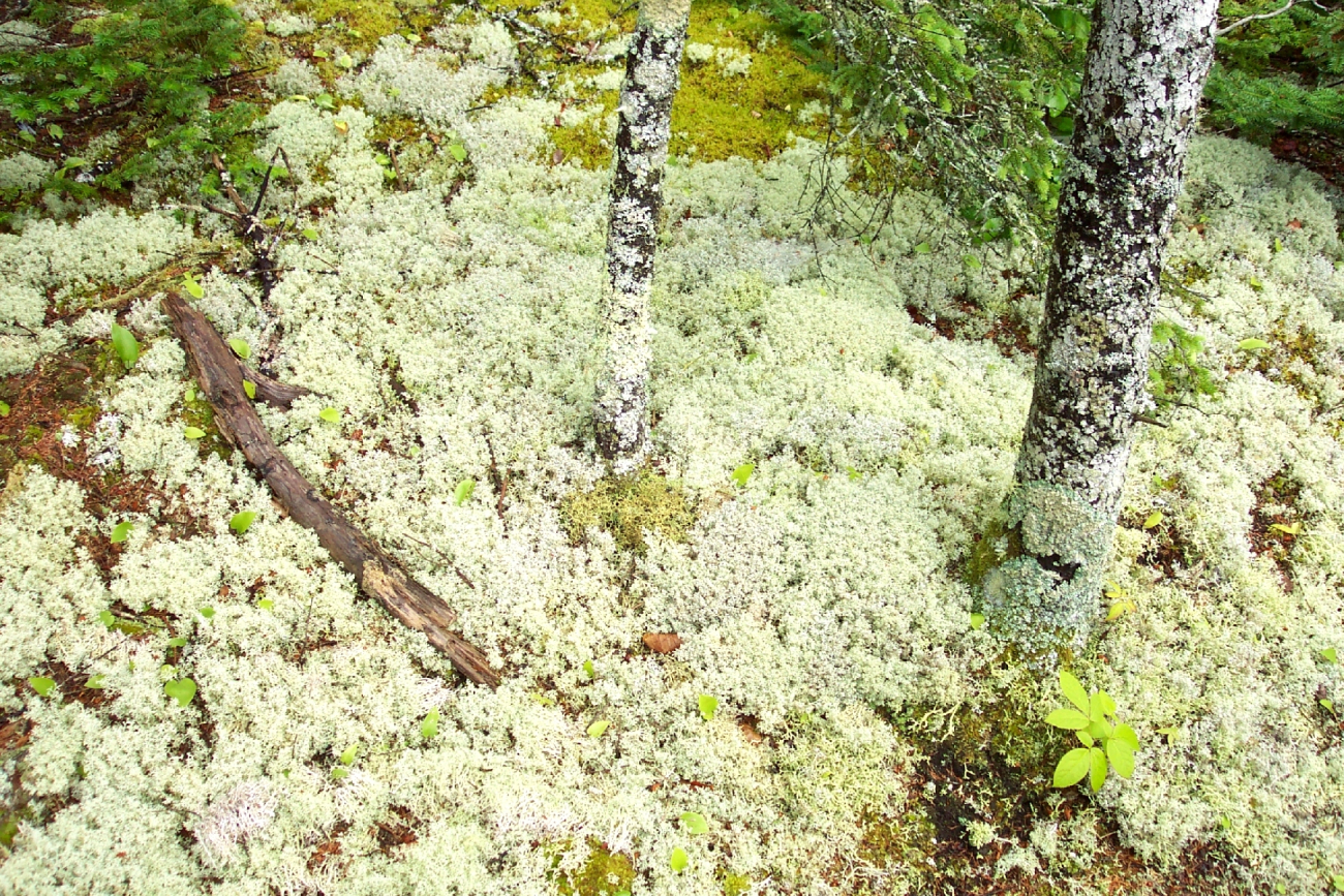 Light-green moss-covered forest floor (Image credit: Captain Albert E. Theberge) Light-green moss-covered forest floor