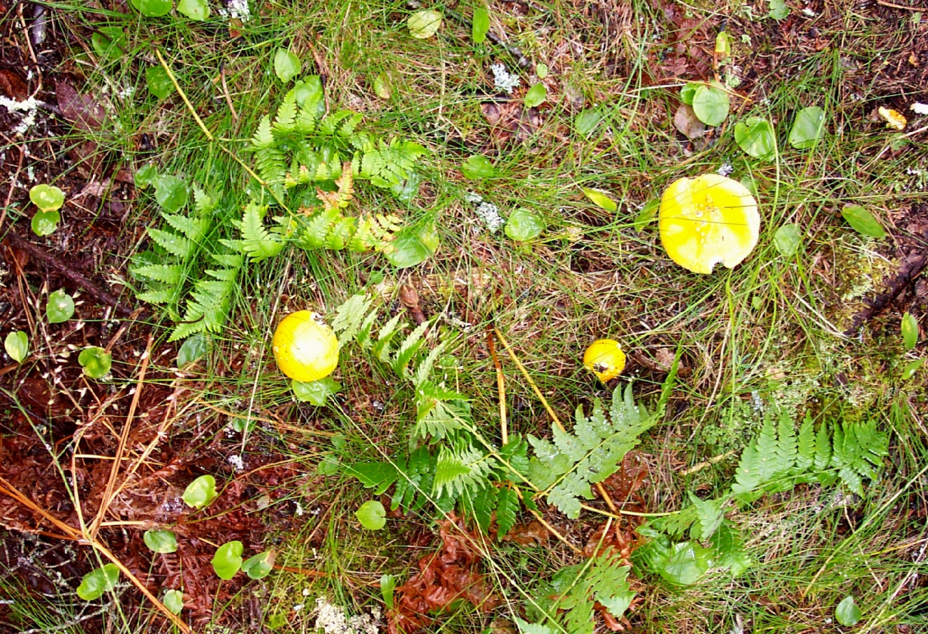 Yellow mushrooms and green ferns on the forest floor (Image credit: Captain Albert E. Theberge) Yellow mushrooms and green ferns on the forest floor