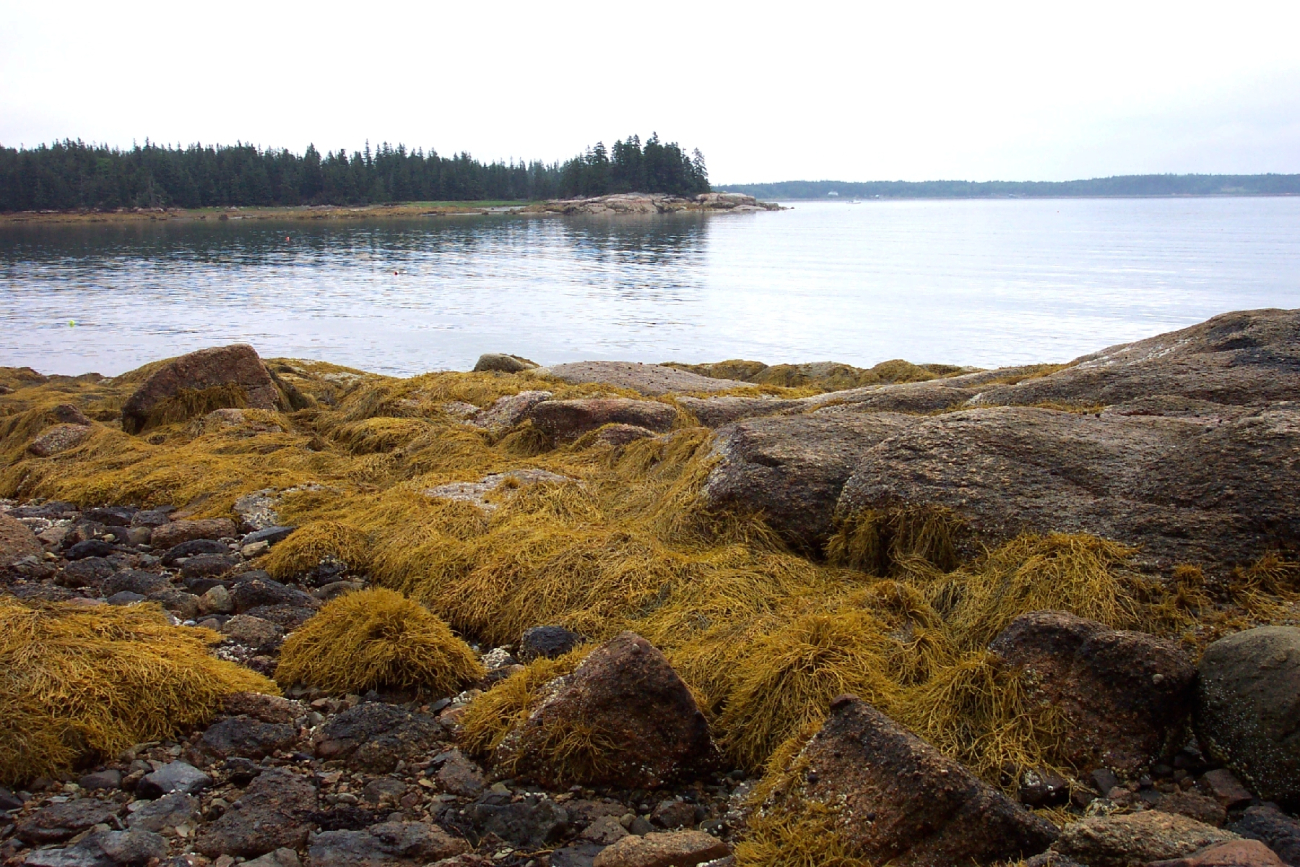 Kelp-covered granite at low tide (Image credit: Captain Albert E. Theberge) Kelp-covered granite at low tide