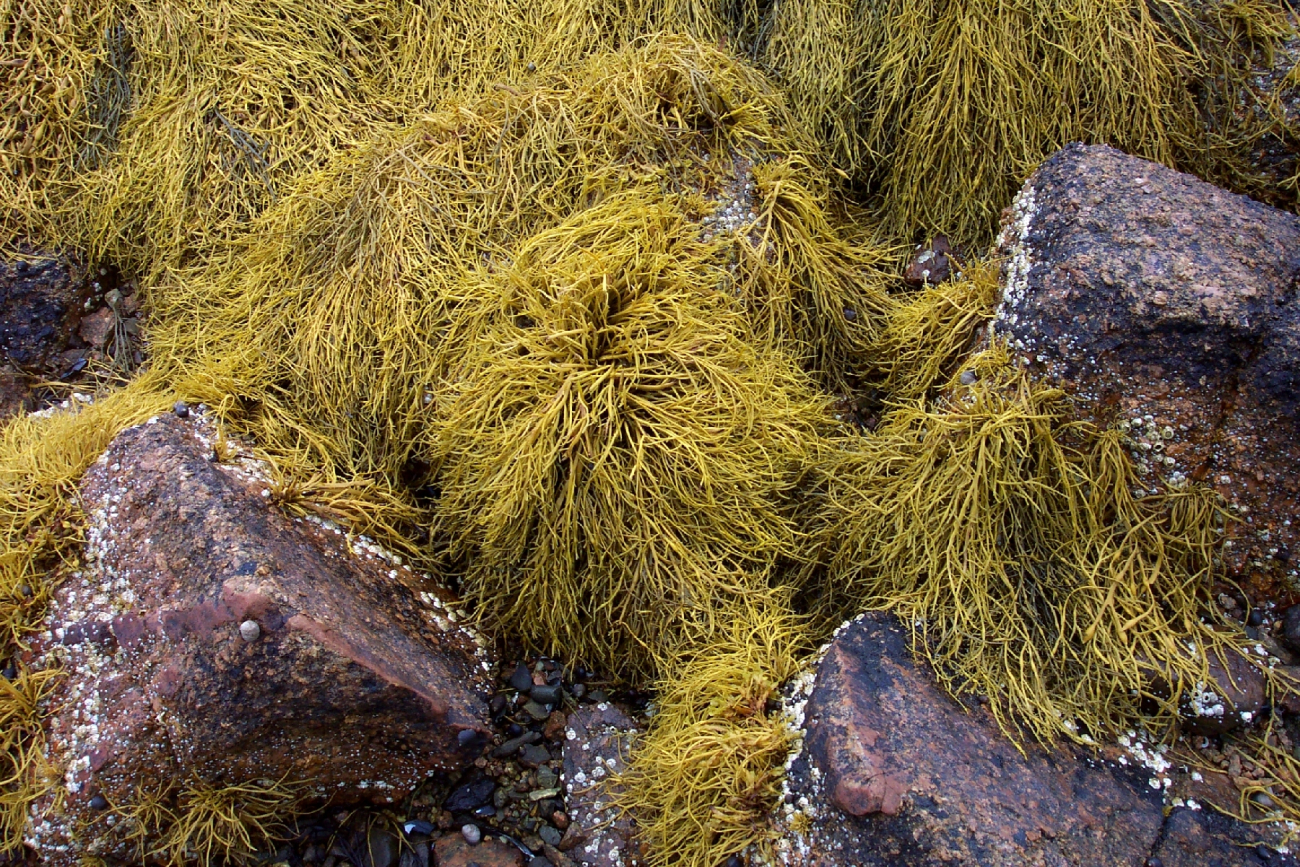 A close-up of Maine seaweed (Image credit: Captain Albert E. Theberge) A close-up of Maine seaweed