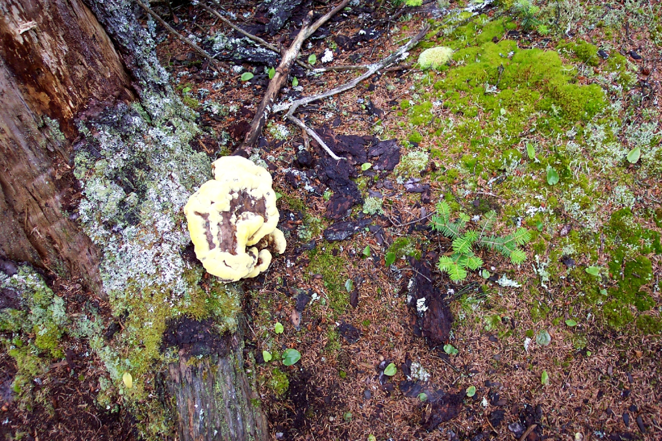 A yellow amorphous mushroom surrounded by light-green moss,dark green moss, and fallen branches (Image credit: Captain Albert E. Theberge) A yellow amorphous mushroom surrounded by light-green moss,dark green moss, and fallen branches