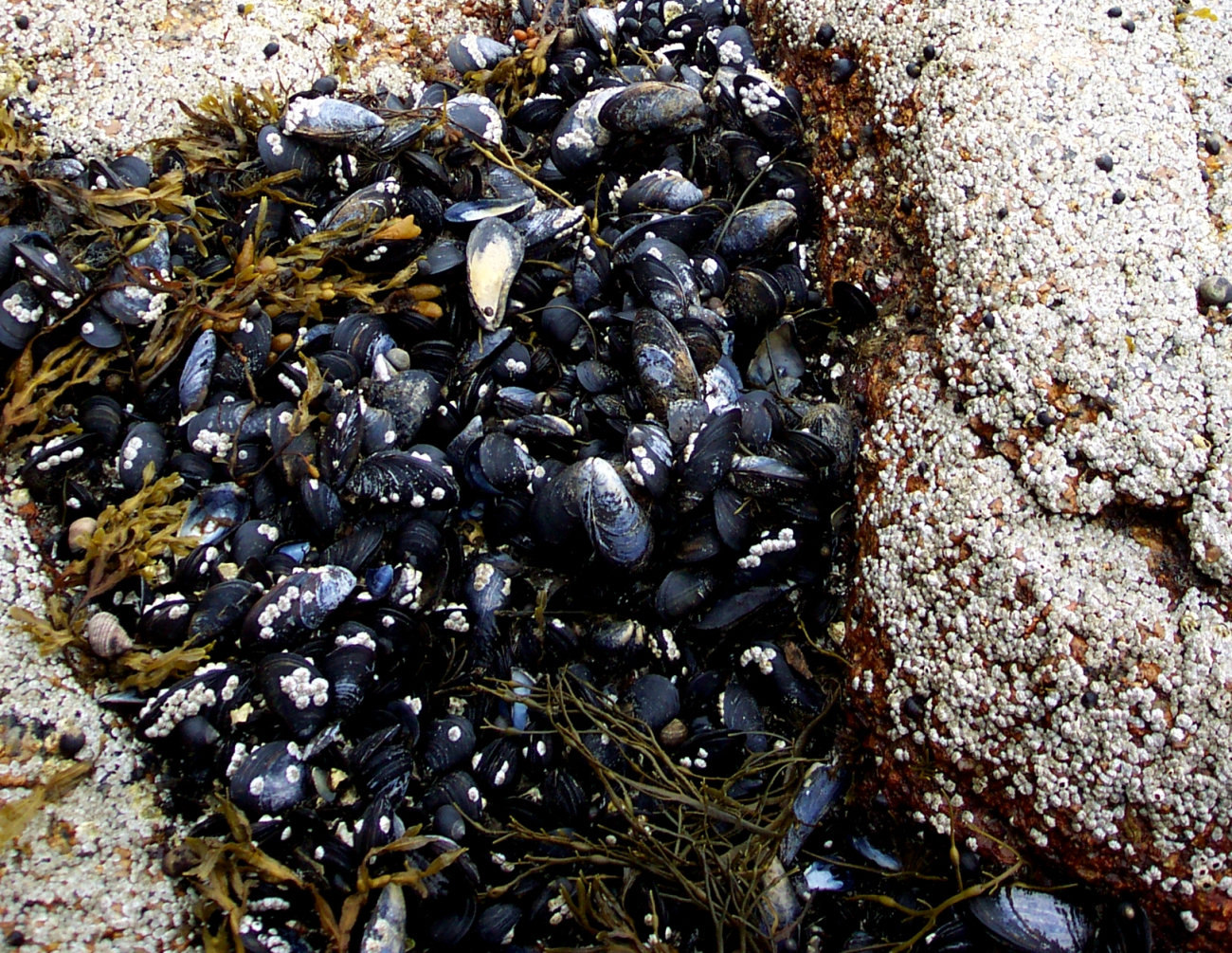 Large mussels dot the shoreline (Image credit: Captain Albert E. Theberge) Large mussels dot the shoreline