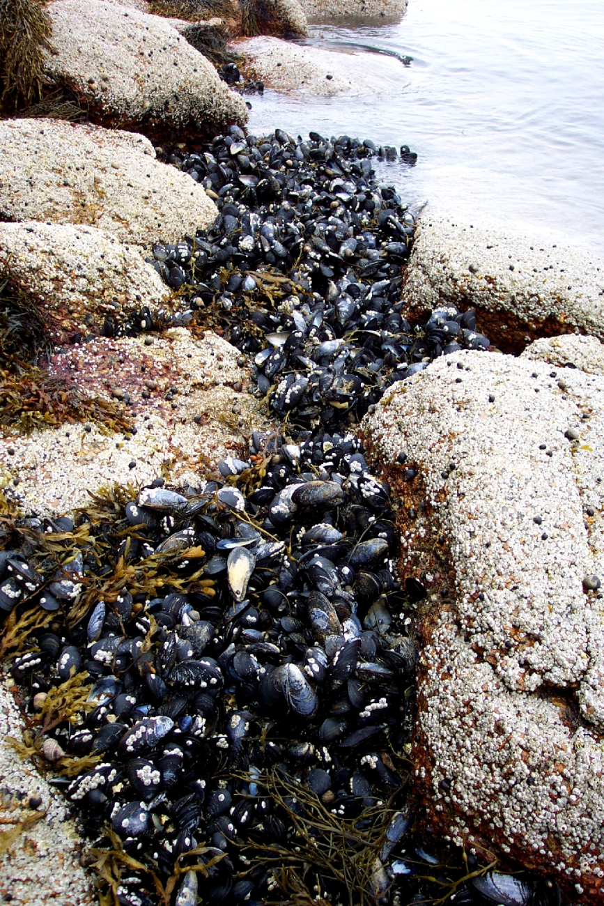 Large mussels dot the shoreline (Image credit: Captain Albert E. Theberge) Large mussels dot the shoreline