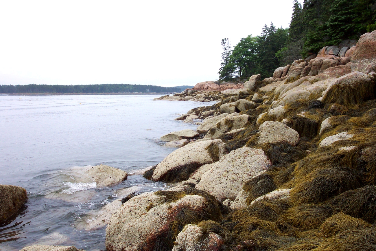 Periwinkle and seaweed covered granite shoreline (Image credit: Captain Albert E. Theberge) Periwinkle and seaweed covered granite shoreline