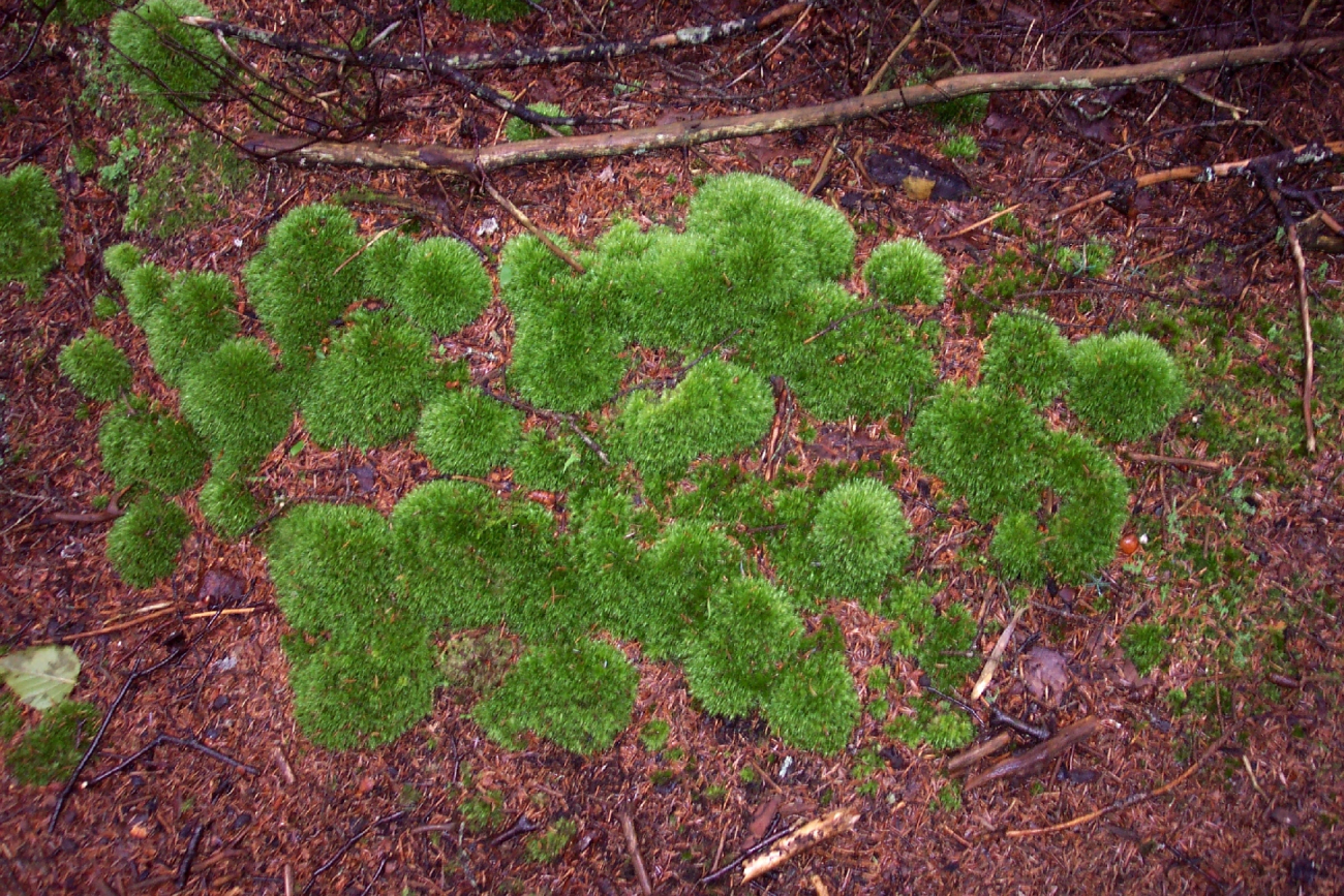 Round hummocky patches of moss about 3 to 4 inches in diameter coverthe forest floor (Image credit: Captain Albert E. Theberge) Round hummocky patches of moss about 3 to 4 inches in diameter coverthe forest floor