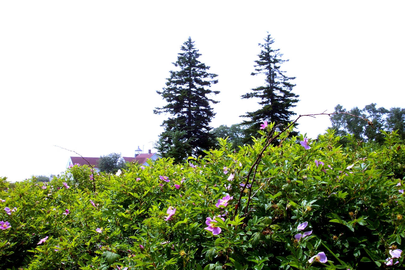 The Fort Point Lighthouse seen over the flowers (Image credit: Captain Albert E. Theberge) The Fort Point Lighthouse seen over the flowers