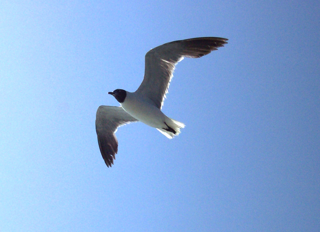 A laughing gull seen overhead on the Ocracoke to Hatteras ferry (Image credit: Captain Albert E. Theberge) A laughing gull seen overhead on the Ocracoke to Hatteras ferry
