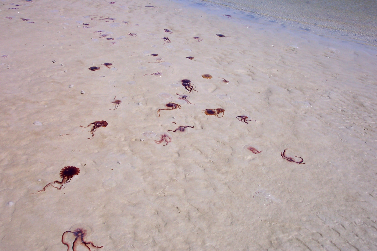 Jellyfish stranding on the beach (Image credit: Captain Albert E. Theberge) Jellyfish stranding on the beach