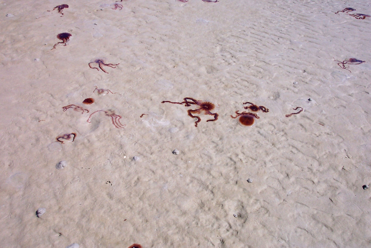 Jellyfish stranding on the beach (Image credit: Captain Albert E. Theberge) Jellyfish stranding on the beach