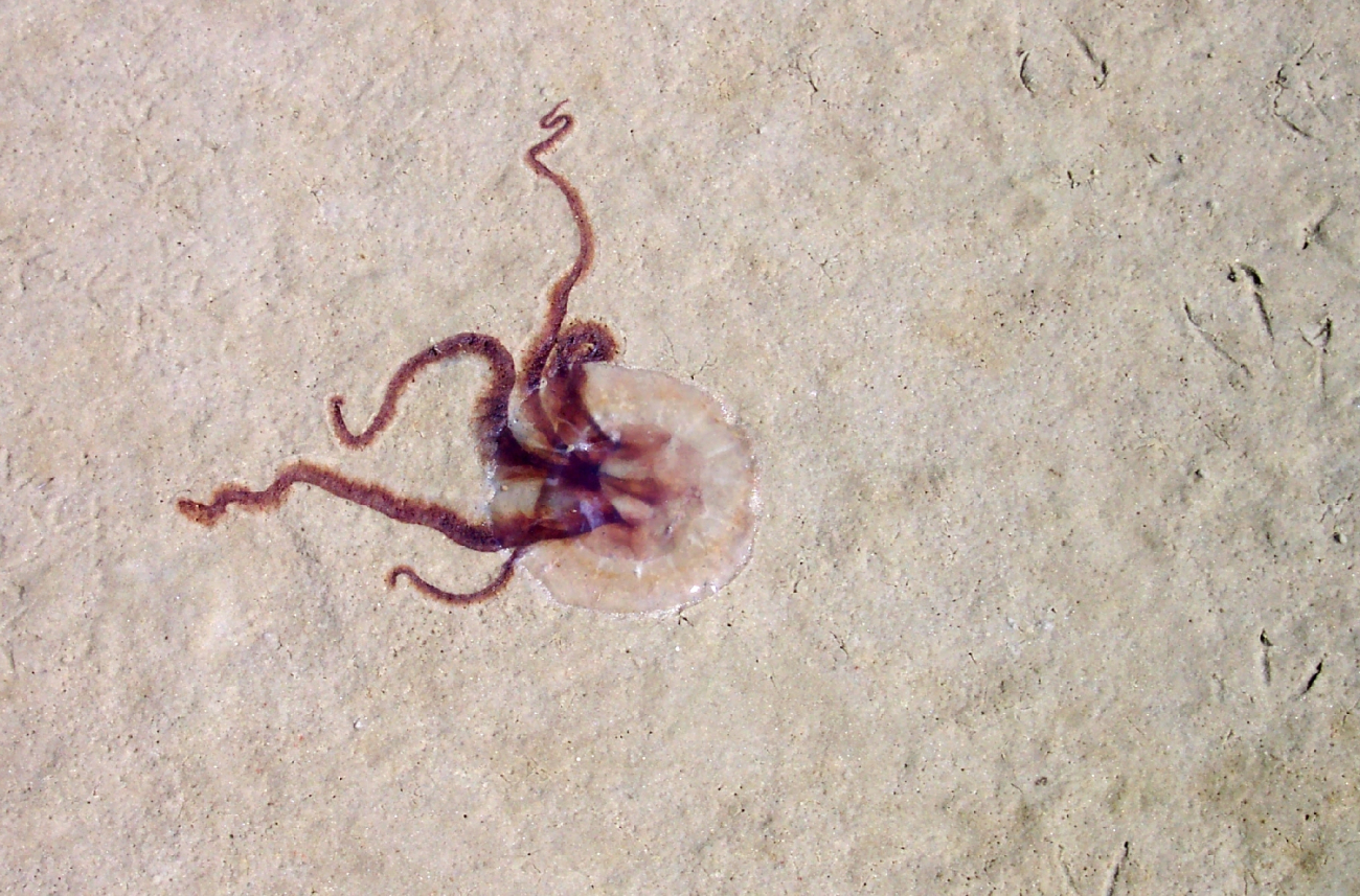 Jellyfish stranding on the beach (Image credit: Captain Albert E. Theberge) Jellyfish stranding on the beach