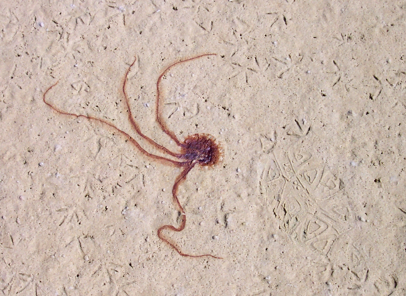 Jellyfish stranding on the beach (Image credit: Captain Albert E. Theberge) Jellyfish stranding on the beach