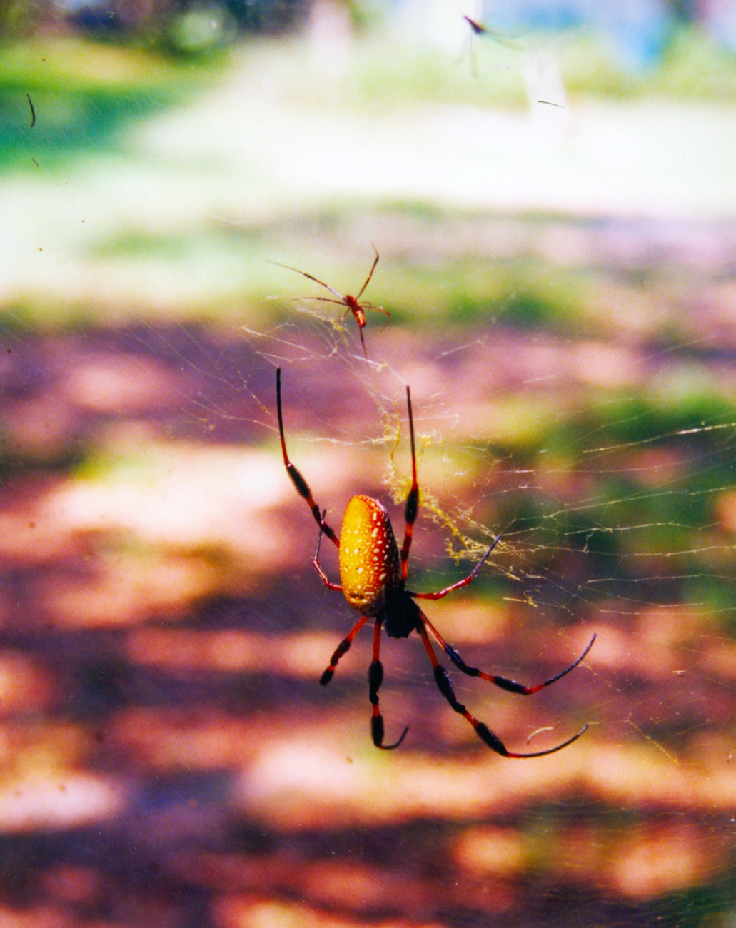 Golden Silk Spider (Image credit: Brooke Vallaster) Golden Silk Spider