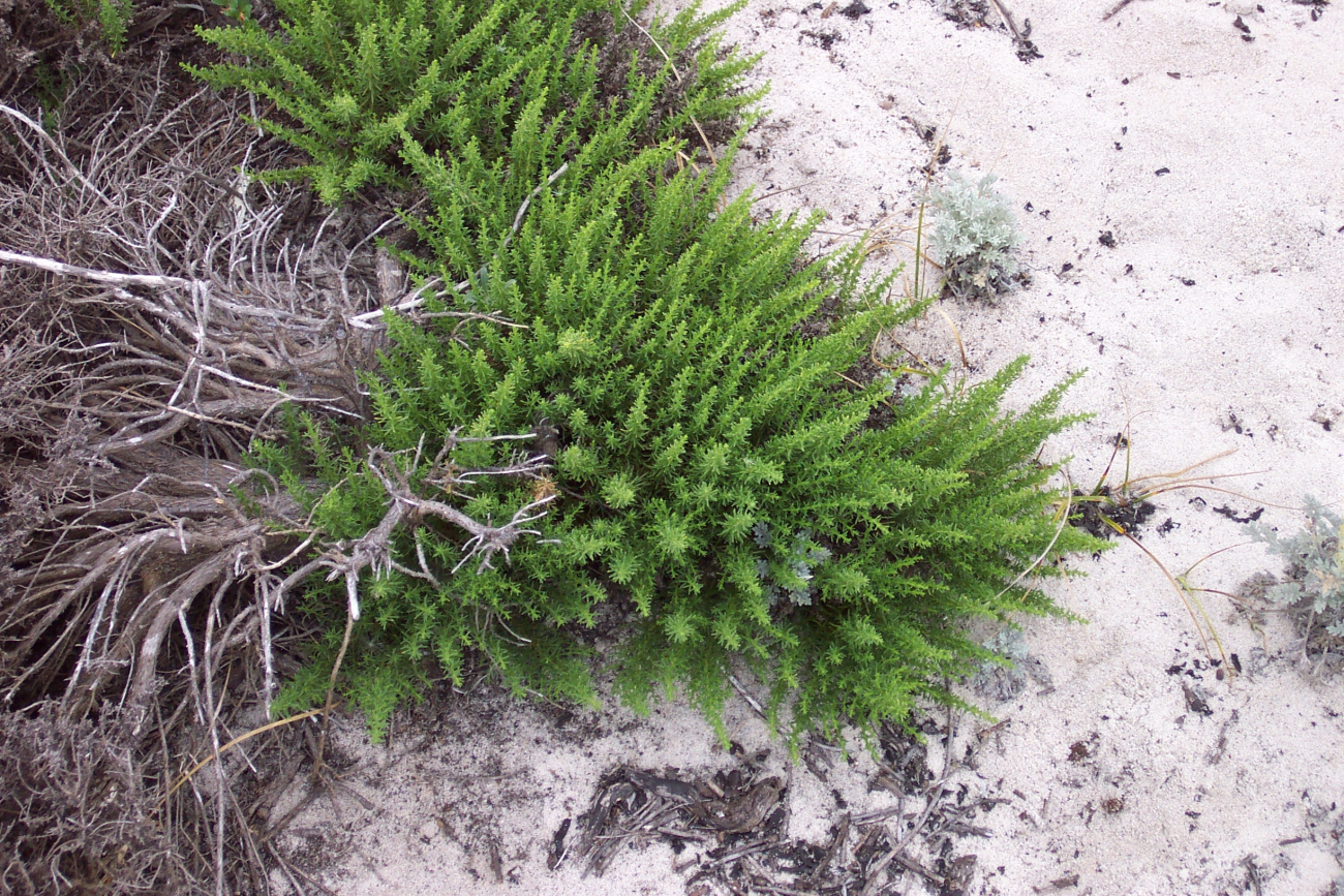 Dune vegetation (Image credit: Captain Albert E. Theberge) Dune vegetation