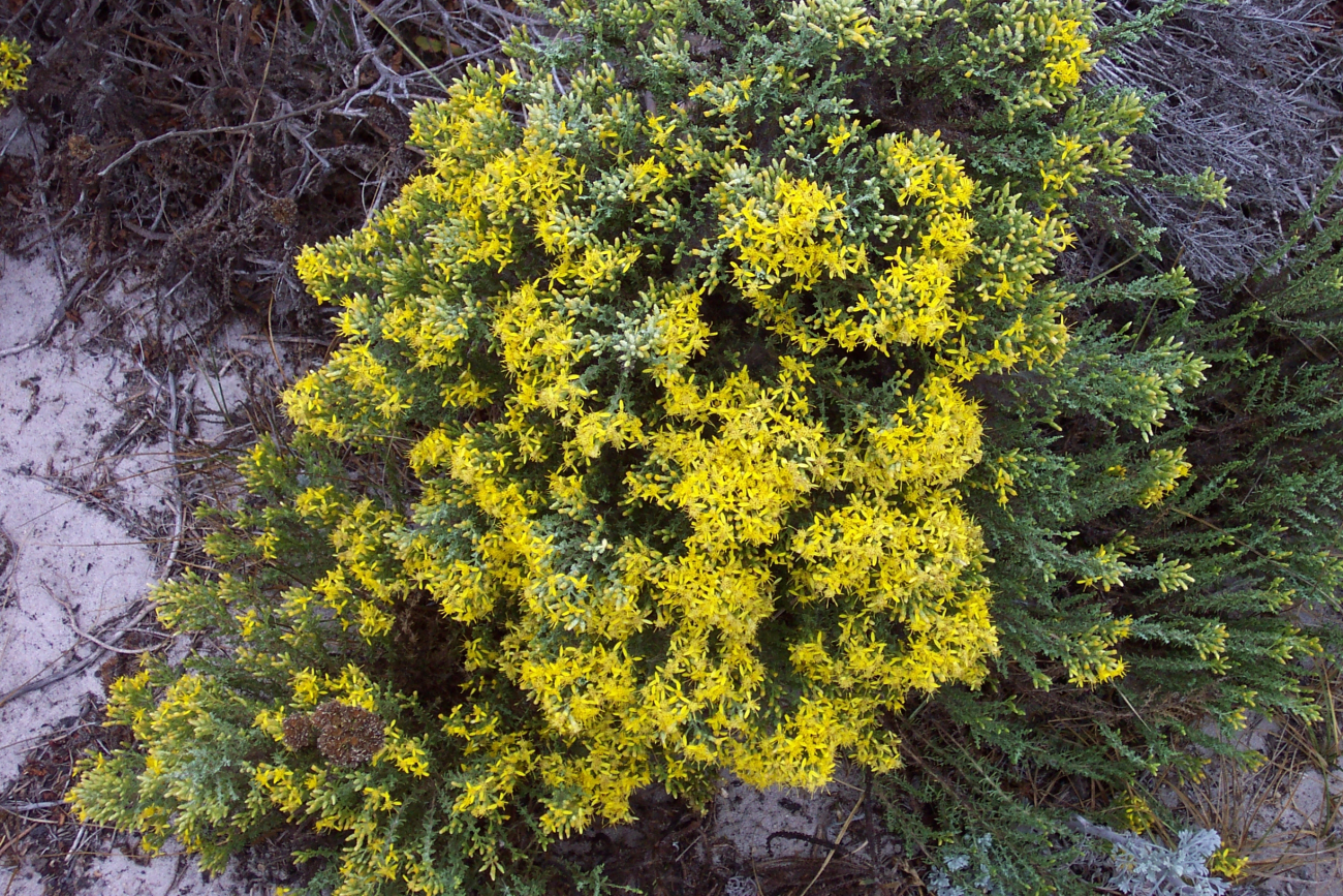 Dune vegetation (Image credit: Captain Albert E. Theberge) Dune vegetation