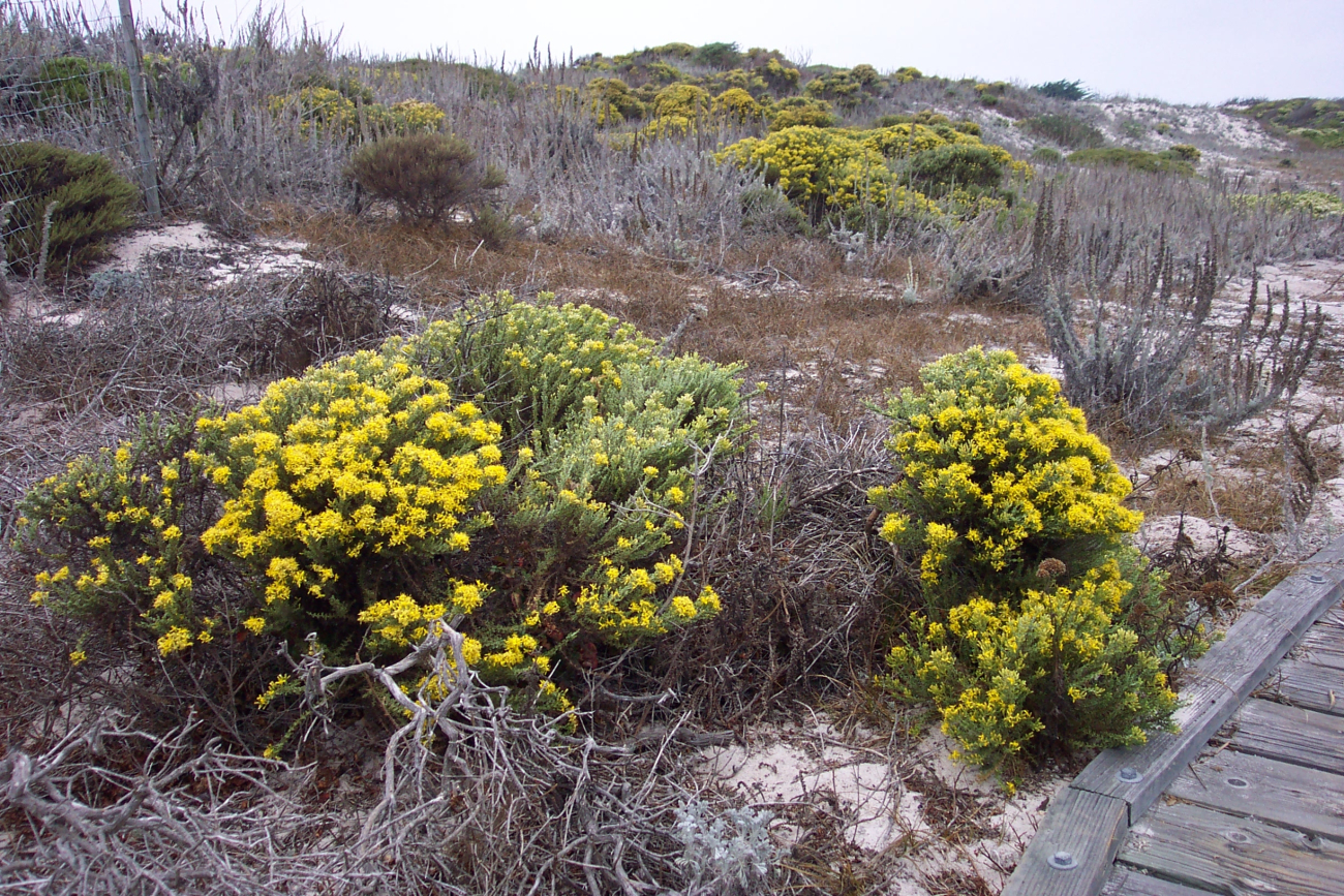 Dune vegetation (Image credit: Captain Albert E. Theberge) Dune vegetation