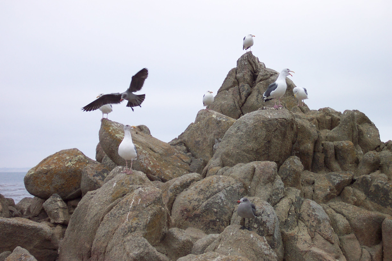 Seagulls at Point Pinos (Image credit: Captain Albert E. Theberge) Seagulls at Point Pinos