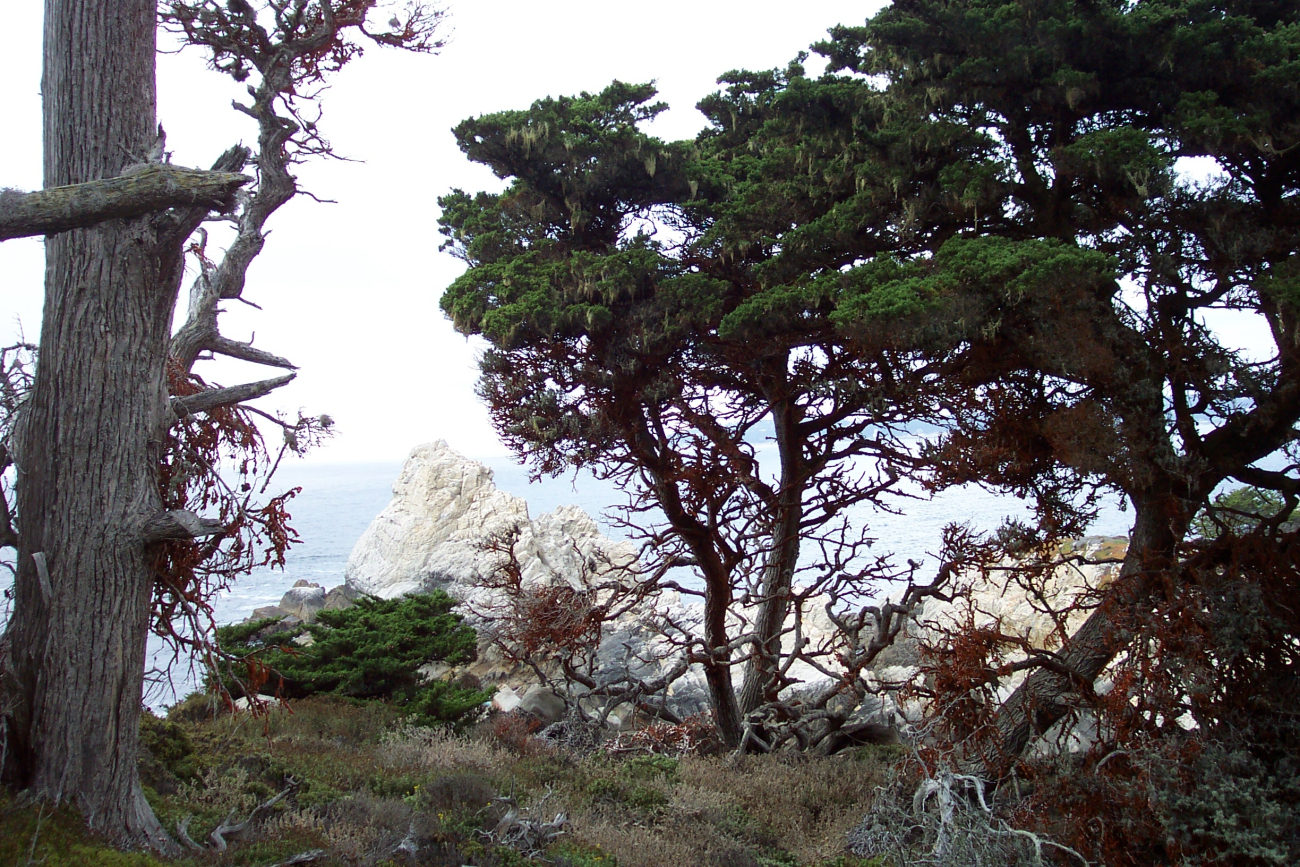 A magnificent headland at Point Lobos as seen through Monterey Cypress,Cupressus macrocarpa (Image credit: Captain Albert E. Theberge) A magnificent headland at Point Lobos as seen through Monterey Cypress,Cupressus macrocarpa