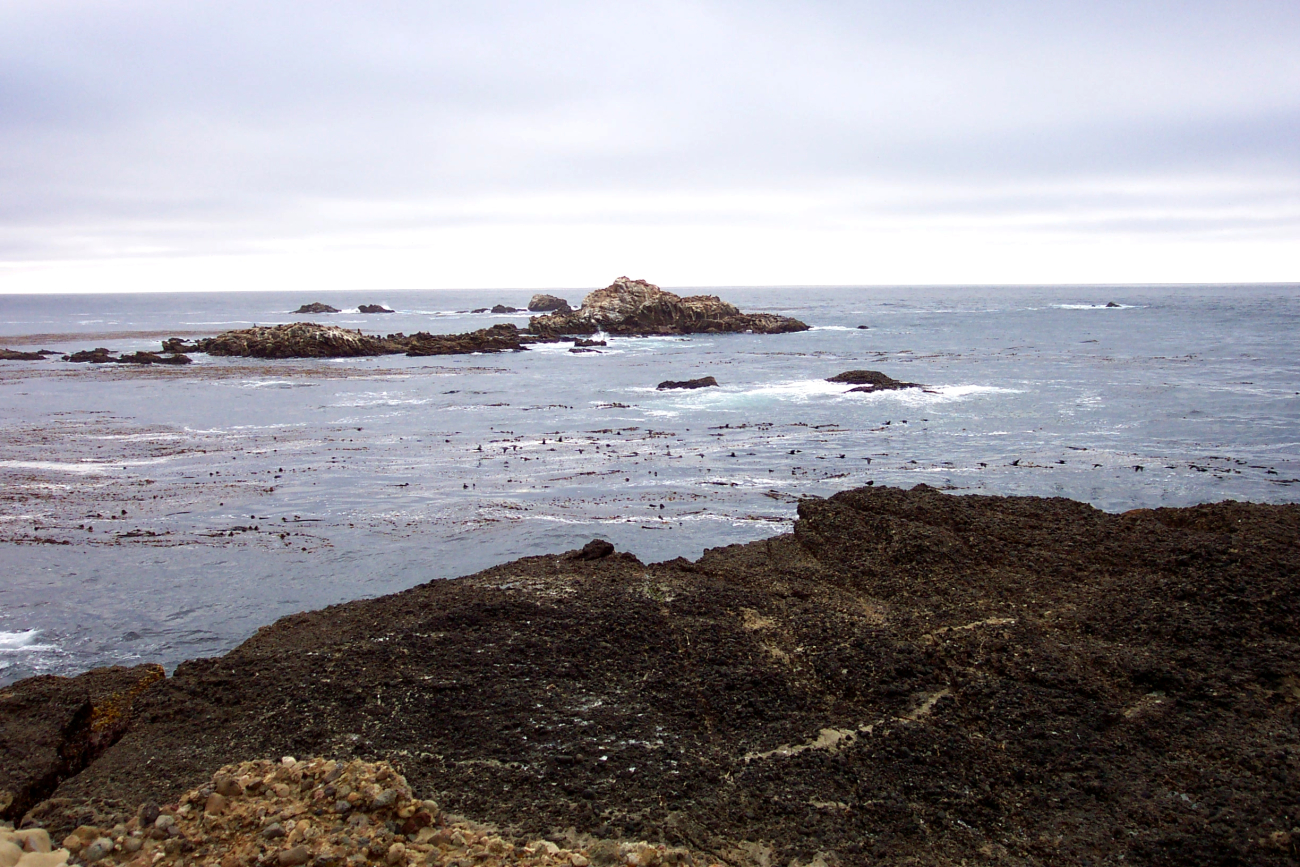 Kelp, rocks, and look closely to see the heads of sea lion on the offshore rocks at Point Lobos (Image credit: Captain Albert E. Theberge) Kelp, rocks, and look closely to see the heads of sea lion on the offshore rocks at Point Lobos