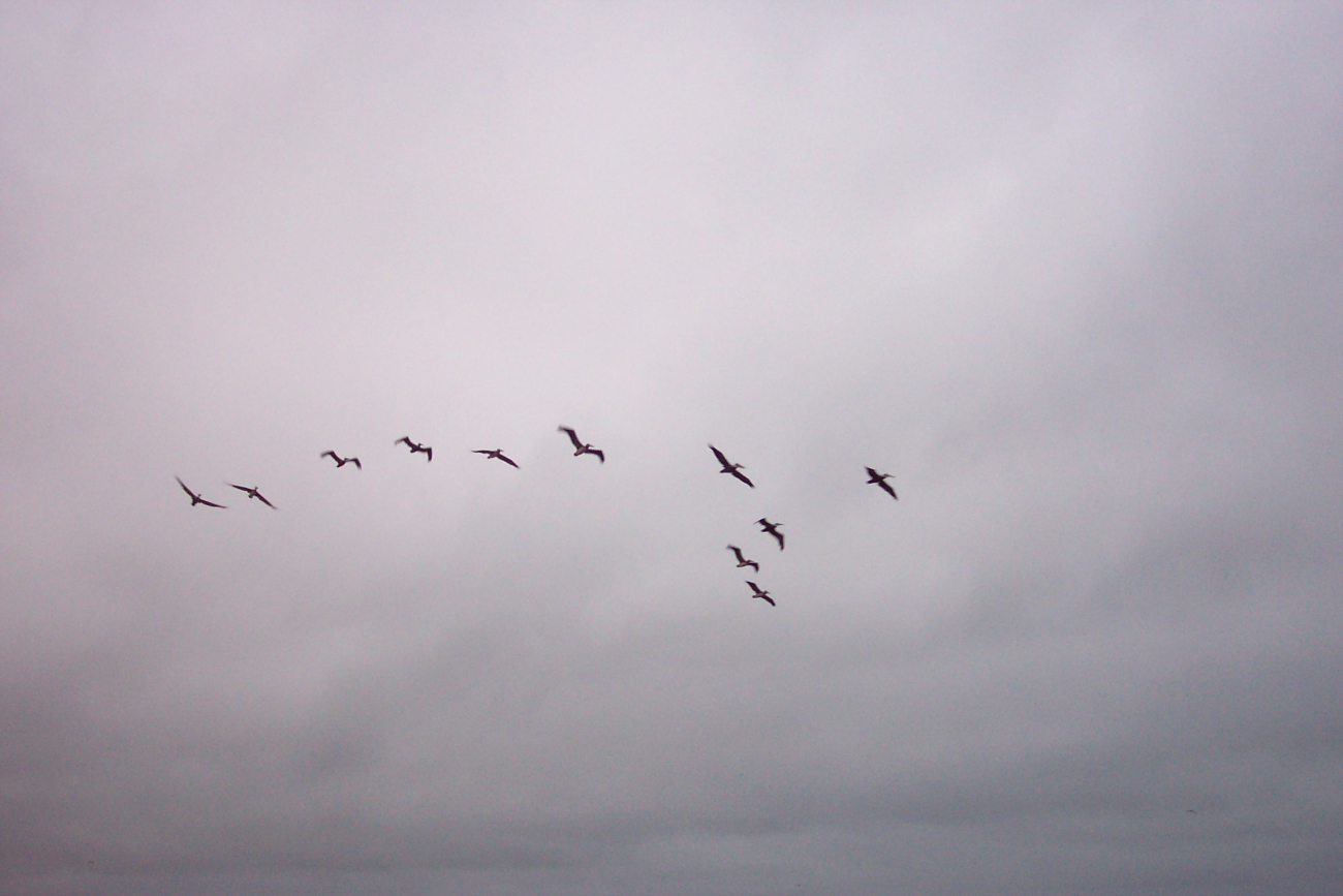 A flight of Brown Pelicans - Pelecanus occidentalis - as seen at Point Lobos (Image credit: Captain Albert E. Theberge) A flight of Brown Pelicans - Pelecanus occidentalis - as seen at Point Lobos