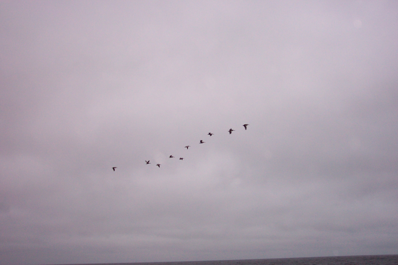 A flight of Brown Pelicans - Pelecanus occidentalis - as seen at Point Lobos (Image credit: Captain Albert E. Theberge) A flight of Brown Pelicans - Pelecanus occidentalis - as seen at Point Lobos