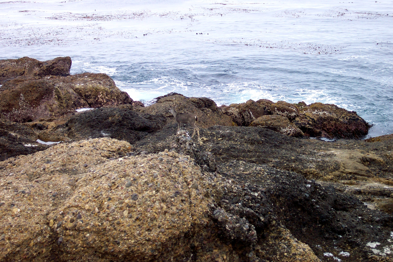 A deer going for a stroll along the ocean's edge at Point Lobos (Image credit: Captain Albert E. Theberge) A deer going for a stroll along the ocean's edge at Point Lobos