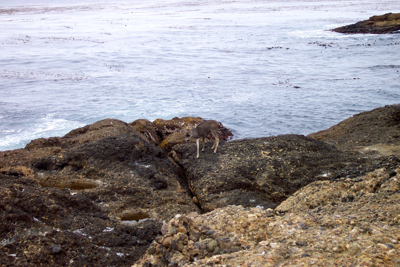 A deer going for a stroll along the ocean's edge at Point Lobos or perhaps itwas interested in the Carmelo Conglomerate (Image credit: Captain Albert E. Theberge) A deer going for a stroll along the ocean's edge at Point Lobos or perhaps itwas interested in the Carmelo Conglomerate