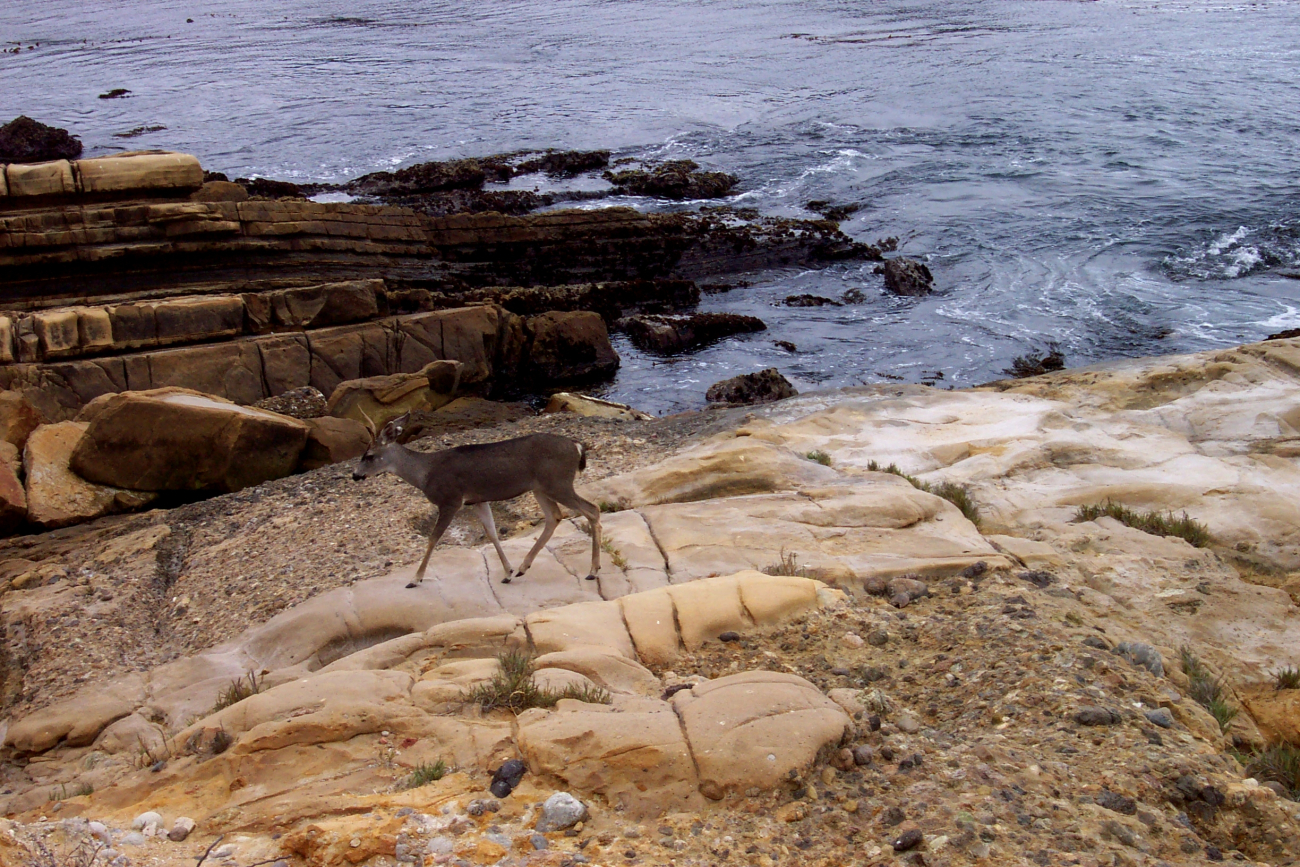 A deer going for a stroll along the ocean's edge at Point Lobos (Image credit: Captain Albert E. Theberge) A deer going for a stroll along the ocean's edge at Point Lobos