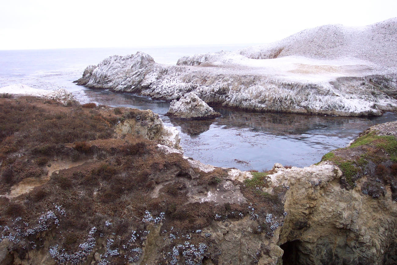 Bird Island covered with guano (Image credit: Captain Albert E. Theberge) Bird Island covered with guano