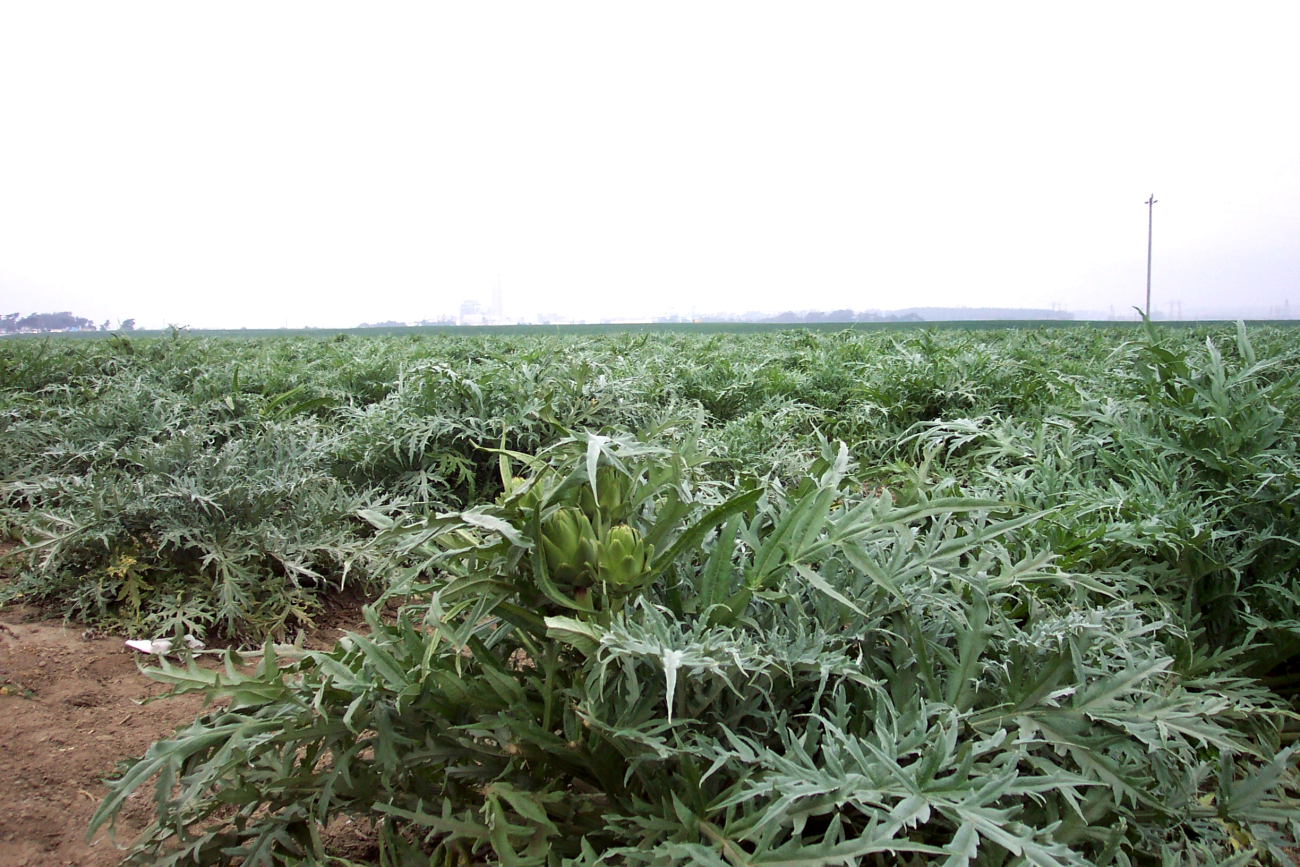 Artichoke fields near Moss Landing (Image credit: Captain Albert E. Theberge) Artichoke fields near Moss Landing