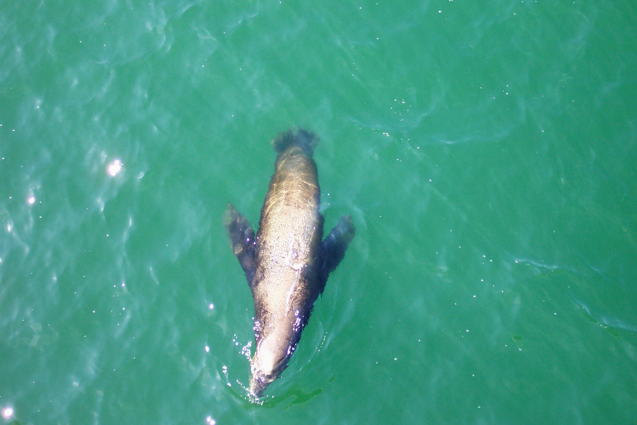 A sealion seen from the Santa Cruz wharf (Image credit: Captain Albert E. Theberge) A sealion seen from the Santa Cruz wharf