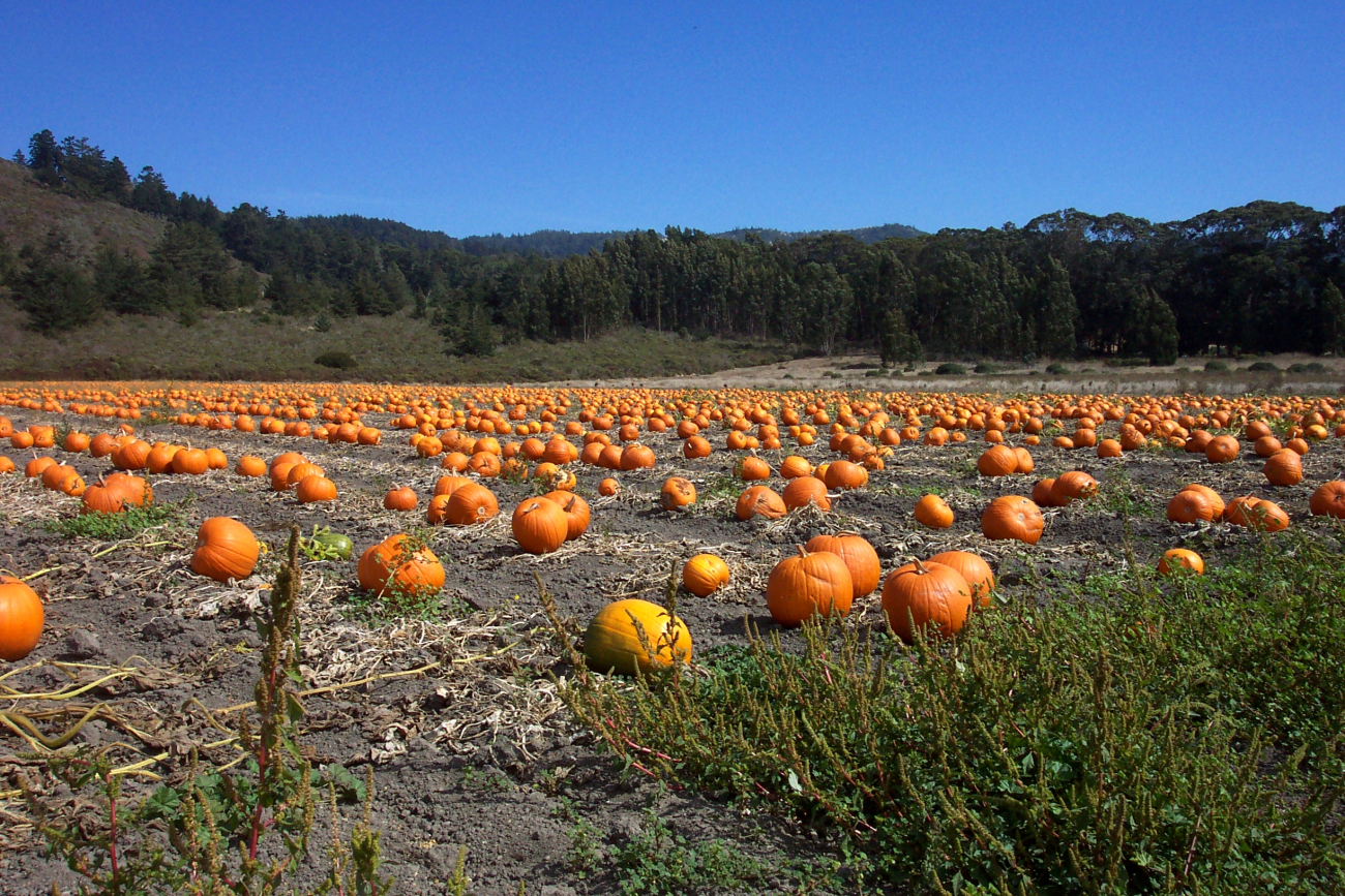 A pumpkin patch along Highway 1 north of Davenport (Image credit: Captain Albert E. Theberge) A pumpkin patch along Highway 1 north of Davenport