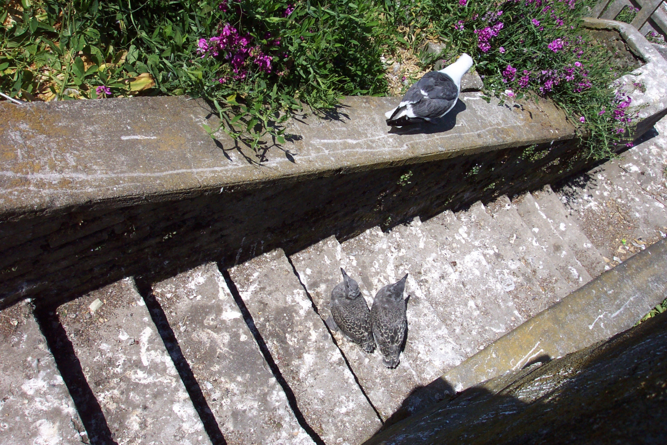 Western Gull chicks on a stairway at Alcatraz Island (Image credit: Captain Albert E. Theberge) Western Gull chicks on a stairway at Alcatraz Island