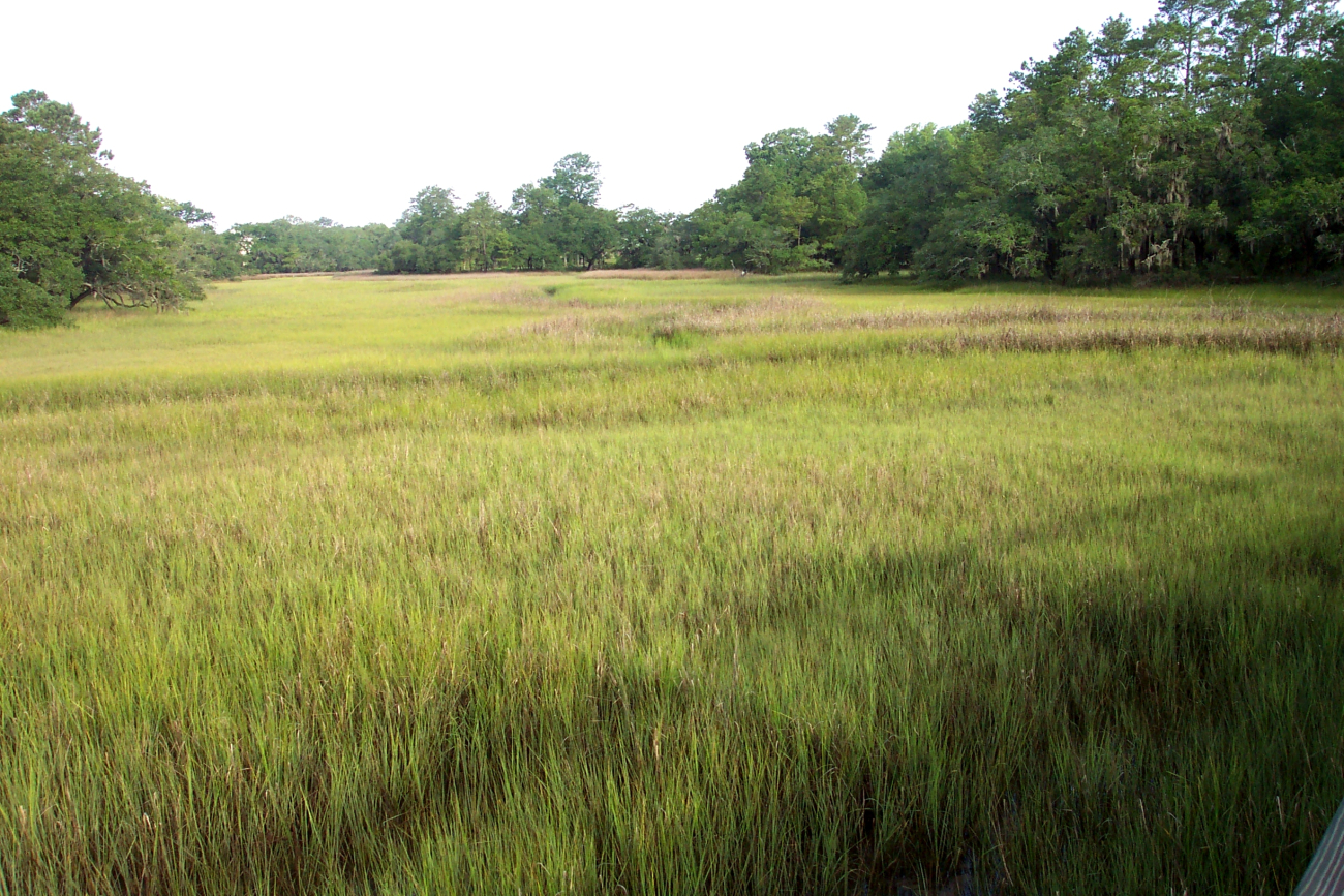 A salt water marsh giving the appearance of a luxuriant meadow near the WandoRiver