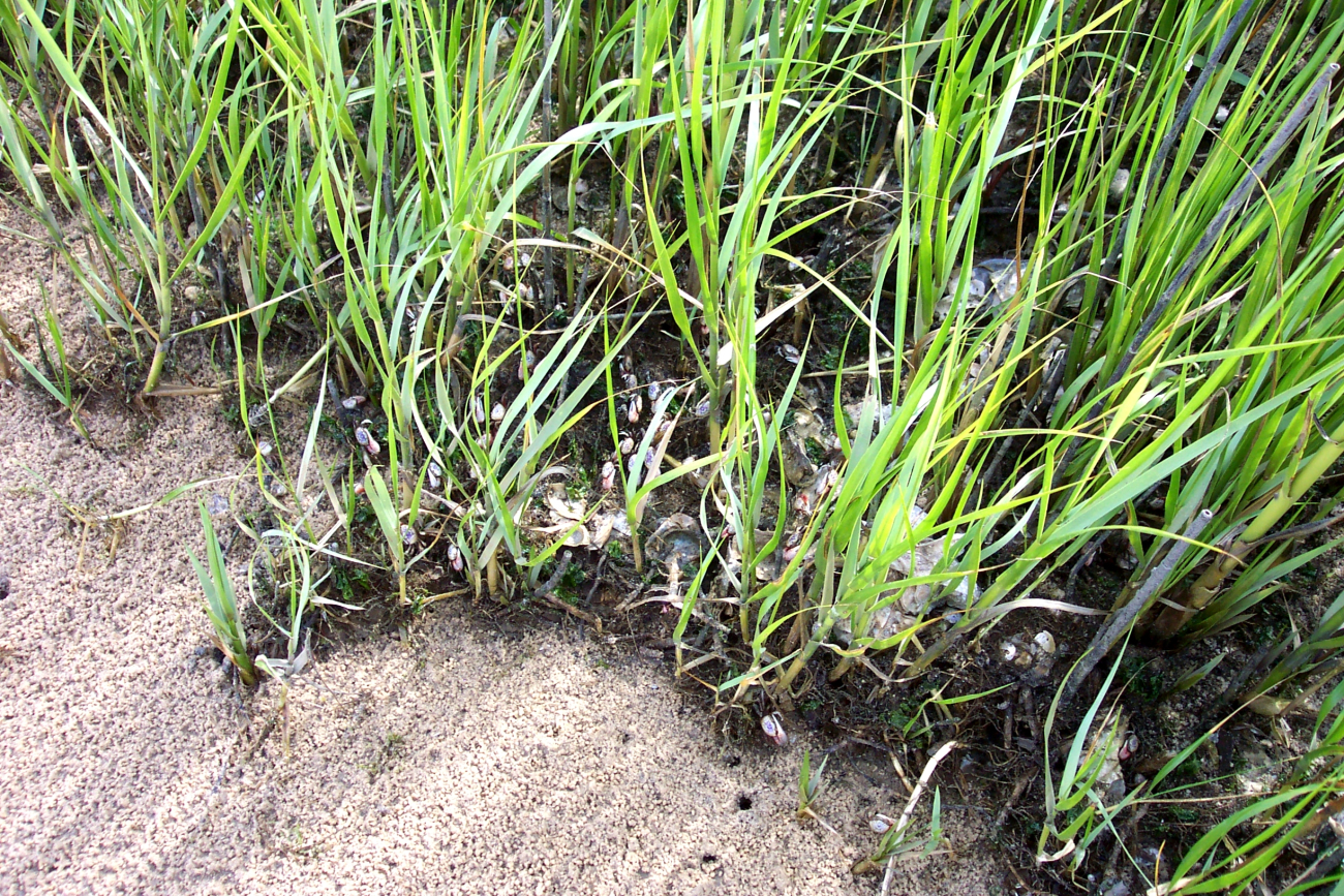 Look closely to see the fiddler crabs scurrying for cover in the marsh grass (Image credit: Captain Albert E. Theberge) Look closely to see the fiddler crabs scurrying for cover in the marsh grass