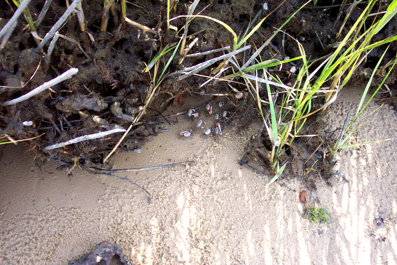 Look closely to see the fiddler crabs scurrying for cover in the marsh grass (Image credit: Captain Albert E. Theberge) Look closely to see the fiddler crabs scurrying for cover in the marsh grass