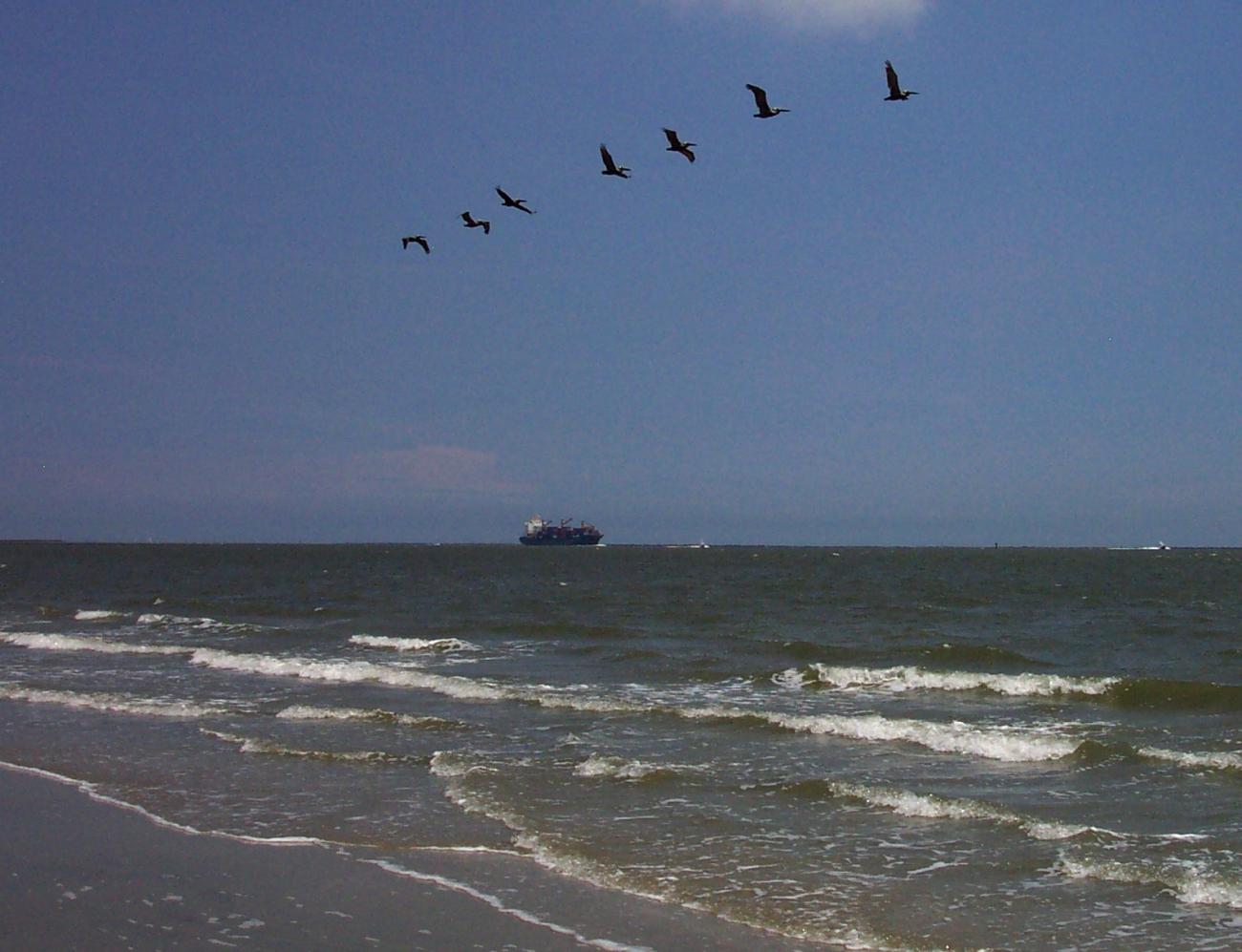 Pelicans and containership ship seen from near Fort Moultrie (Image credit: Captain Albert E. Theberge) Pelicans and containership ship seen from near Fort Moultrie