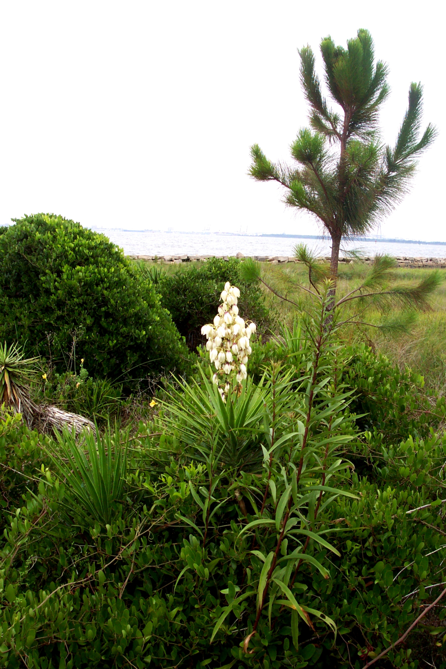 A yucca plant blooming in the dunes on Sullivans Island (Image credit: Captain Albert E. Theberge) A yucca plant blooming in the dunes on Sullivans Island