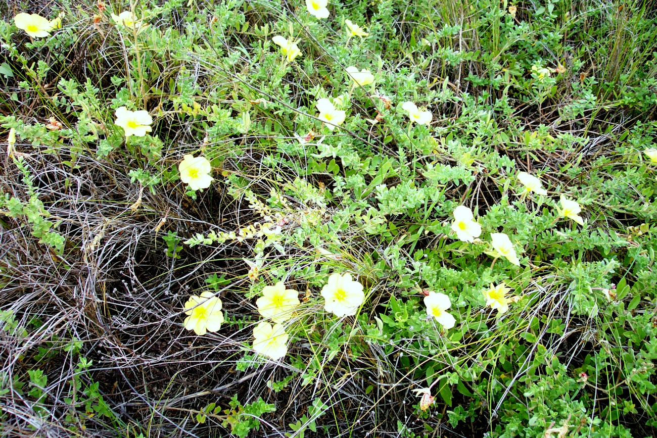 Flowers in the dunes on Sullivan Island (Image credit: Captain Albert E. Theberge) Flowers in the dunes on Sullivan Island