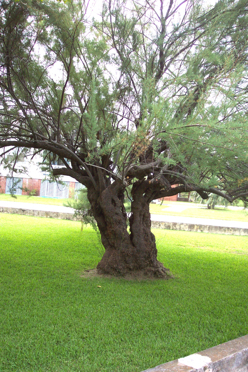 A gnarly tree at Stella Maris Catholic Church on Sullivans Island (Image credit: Captain Albert E. Theberge) A gnarly tree at Stella Maris Catholic Church on Sullivans Island