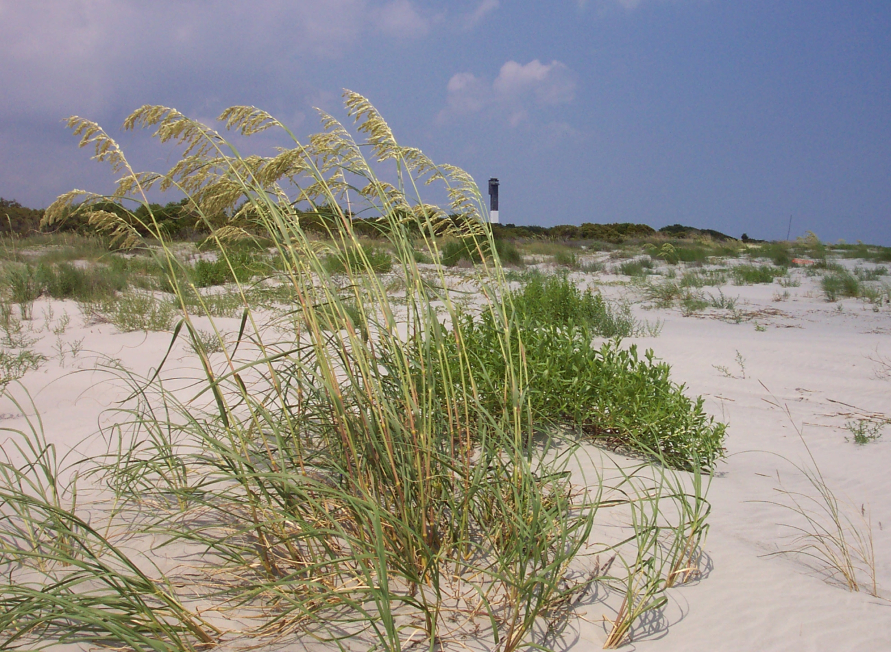 Sullivans Island Lighthouse and sea oats (Image credit: Captain Albert E. Theberge) Sullivans Island Lighthouse and sea oats