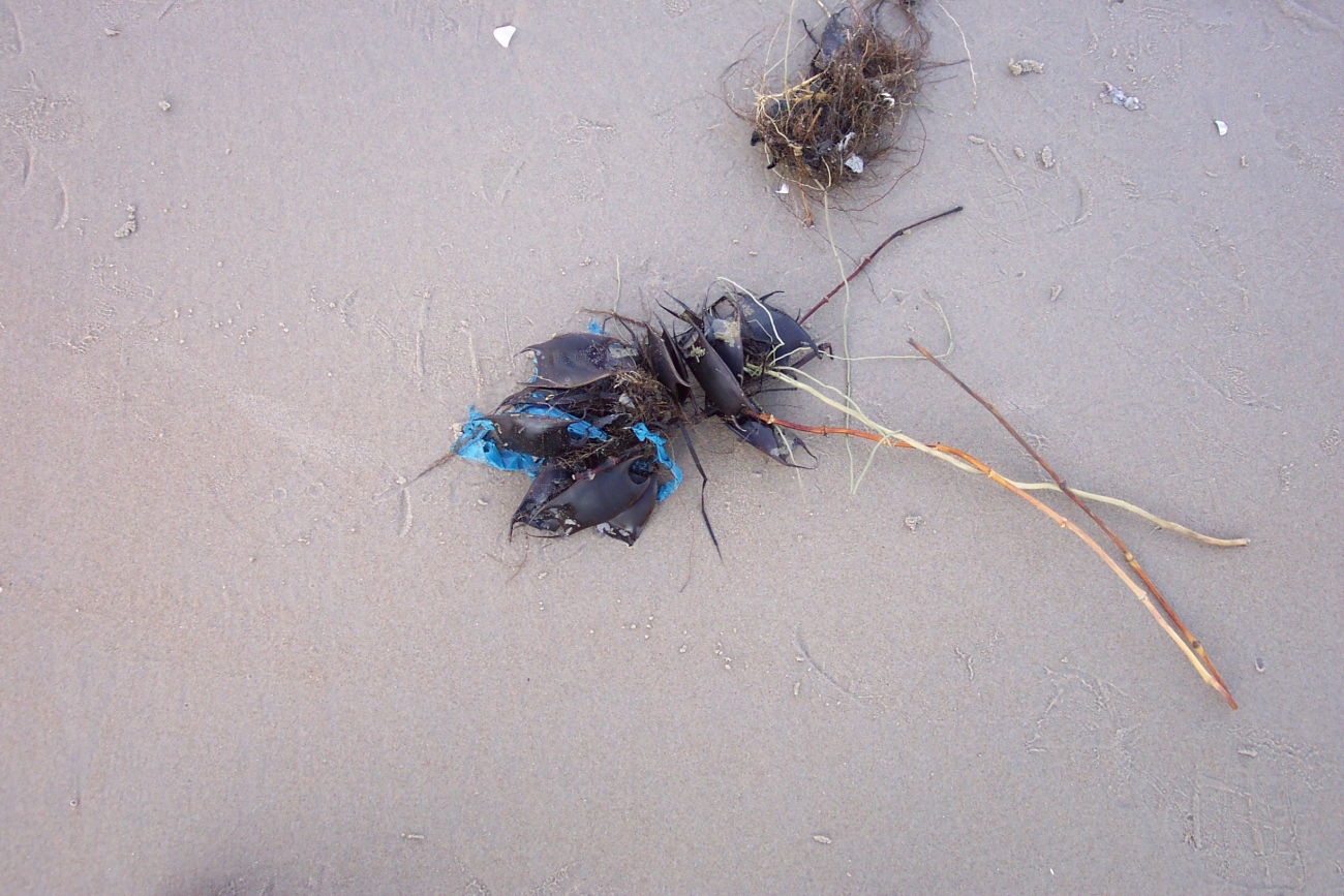 Sea purses intertwined with fragments of plastic at Cape Henry