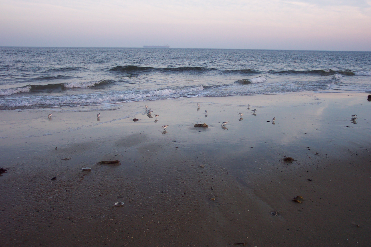 Shore birds looking for dinner in the surf zone at Cape Henry line3447.jpg Shore birds looking for dinner in the surf zone at Cape Henry