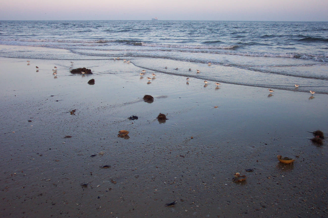 Shore birds looking for dinner in the surf zone at Cape Henry