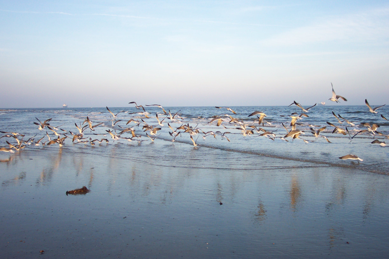 Sea gulls flying near the water at Cape Henry line3452.jpg Sea gulls flying near the water at Cape Henry